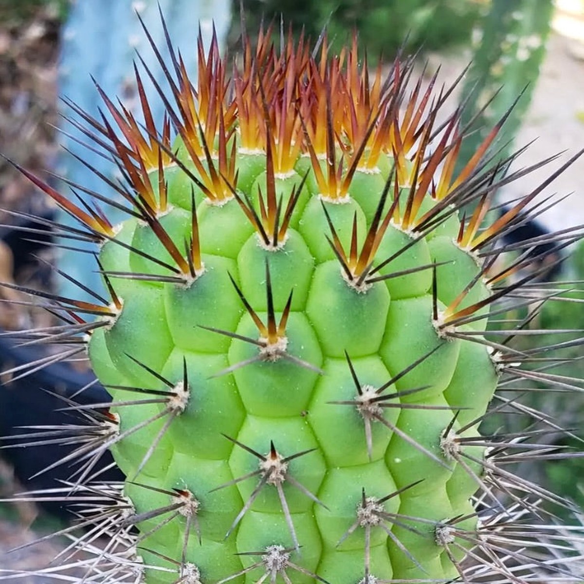 Trichocereus thelegonus SEEDS