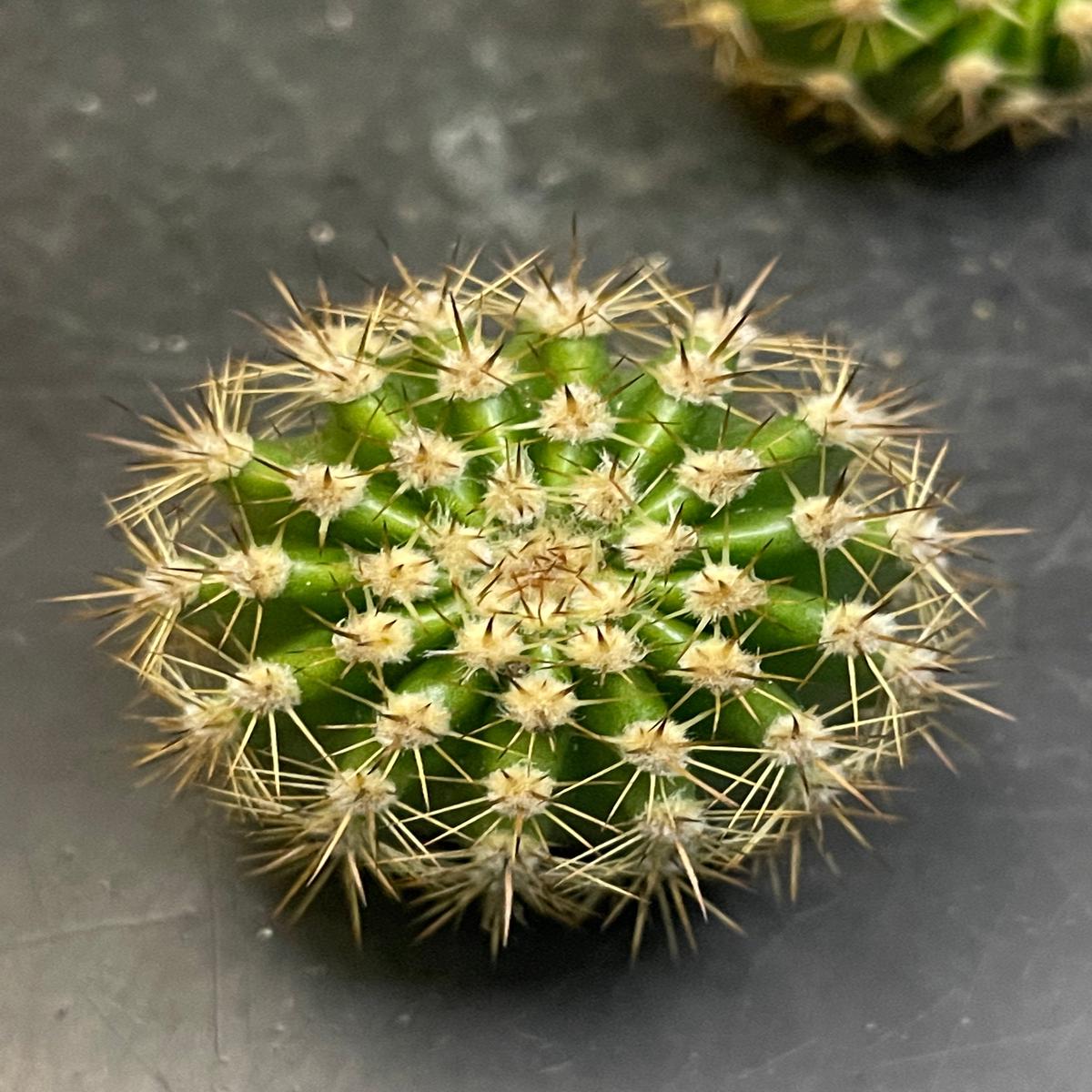 2$ echinopsis pups !!!