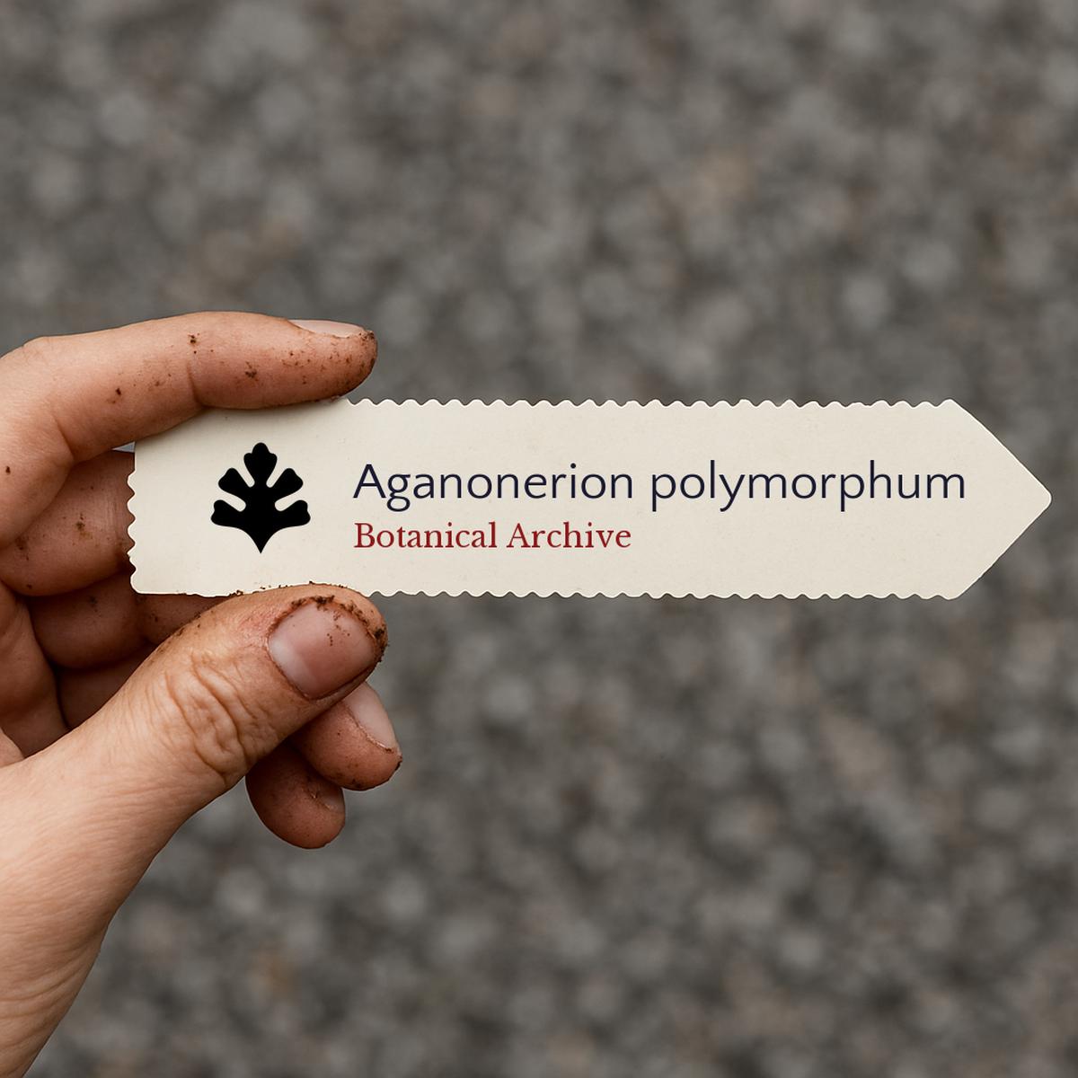 Aganonerion polymorphum SEEDS