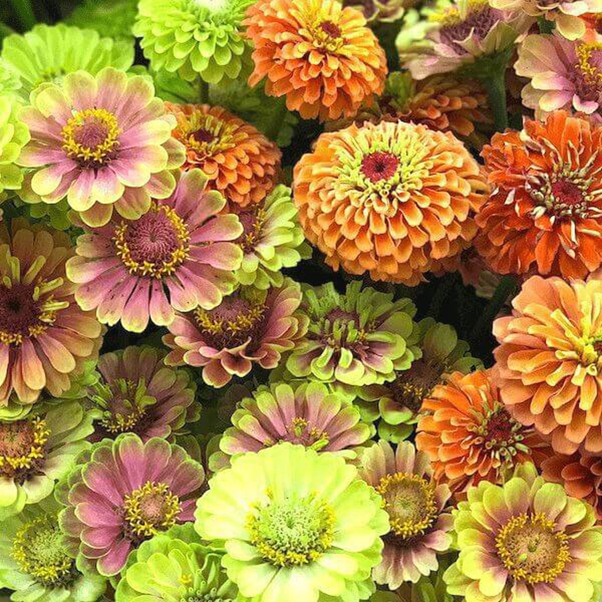 Zinnia, Queeny Lime Mix