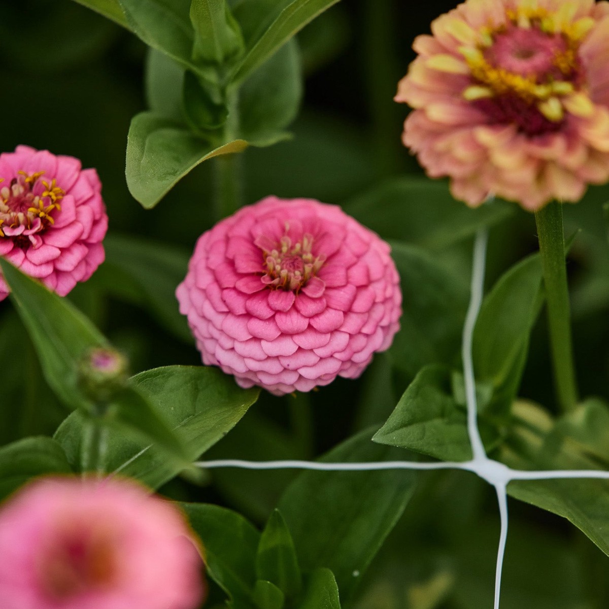 Zinnia Oklahoma Pink Flower | X 50 Seeds