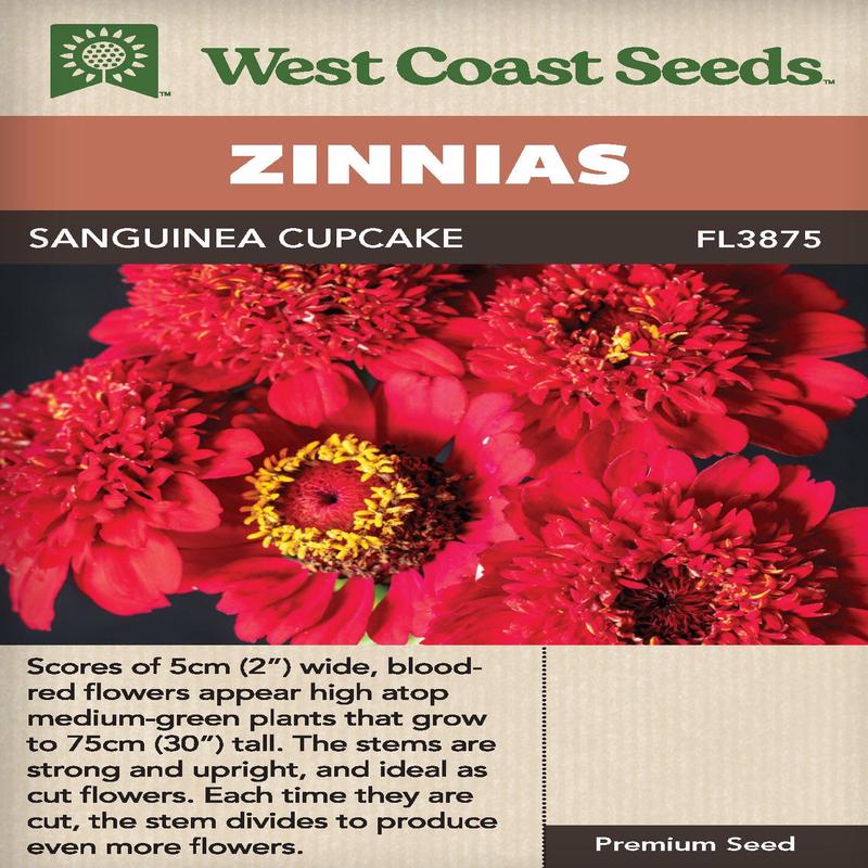 Zinnia Sanguinea Cupcake - West Coast Seeds