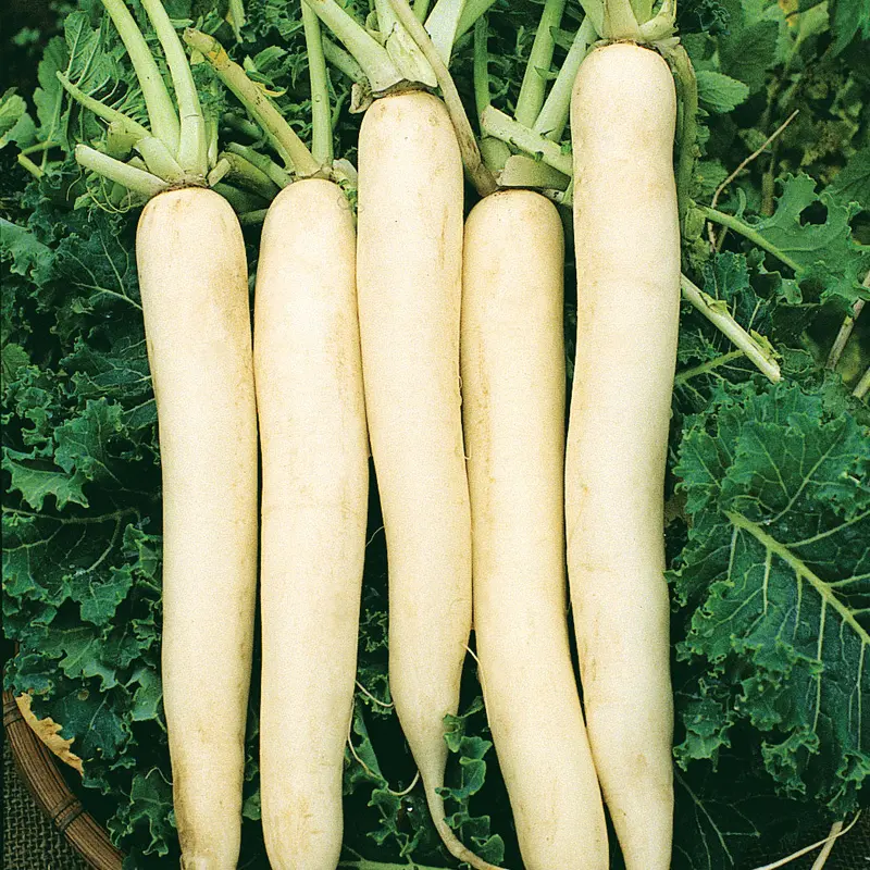 Wetsel Seed Microgreen Radish Daikon Seed