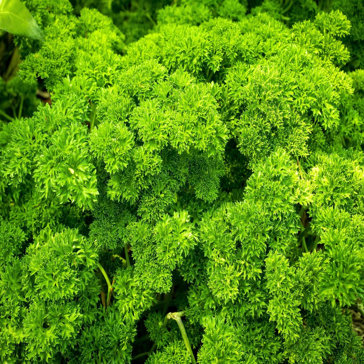 1500 TRIPLE CURLED PARSLEY Petroselinum Hortensis Herb Vegetable Seeds