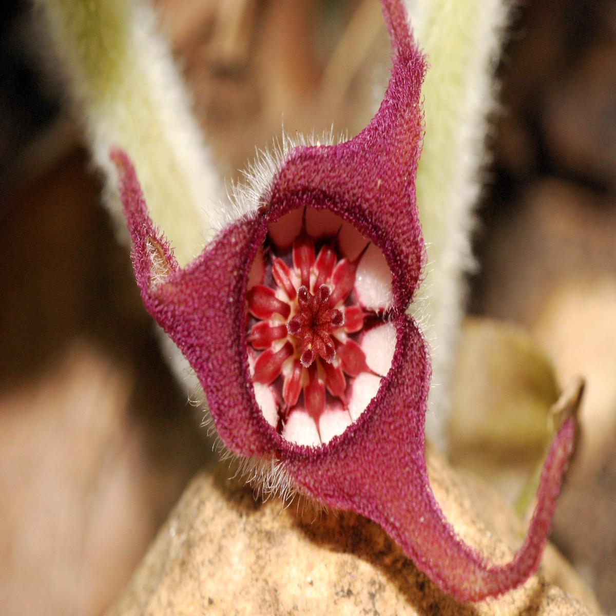 25 WILD GINGER Asarum Canadense Canadian Heart Snakeroot Flower Herb Seeds