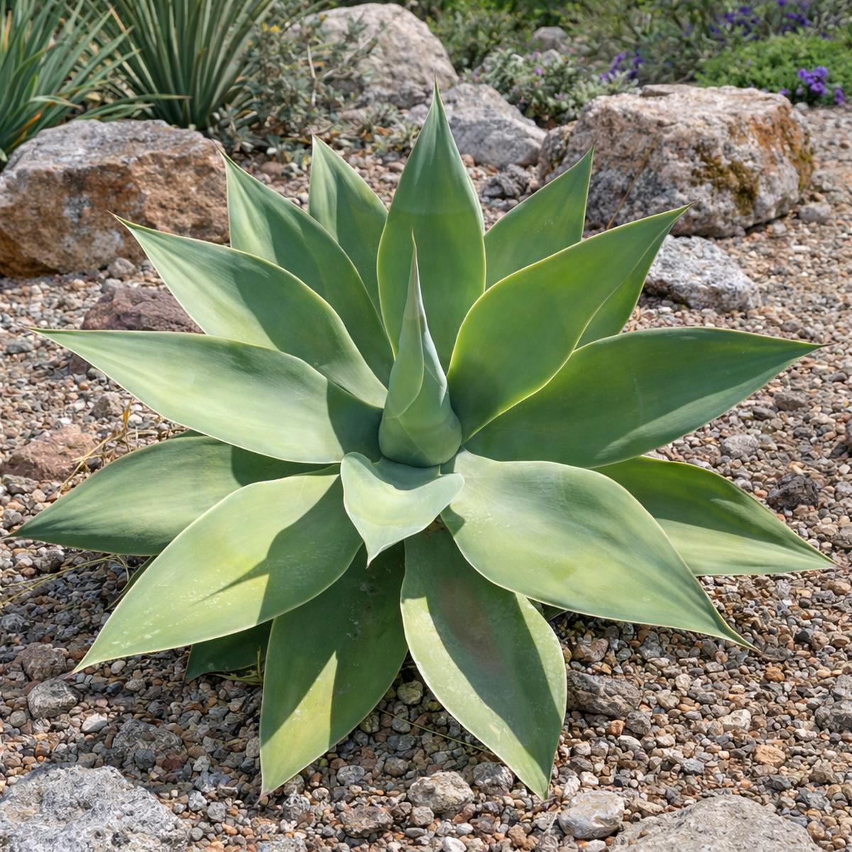 Agave cernua SEEDS