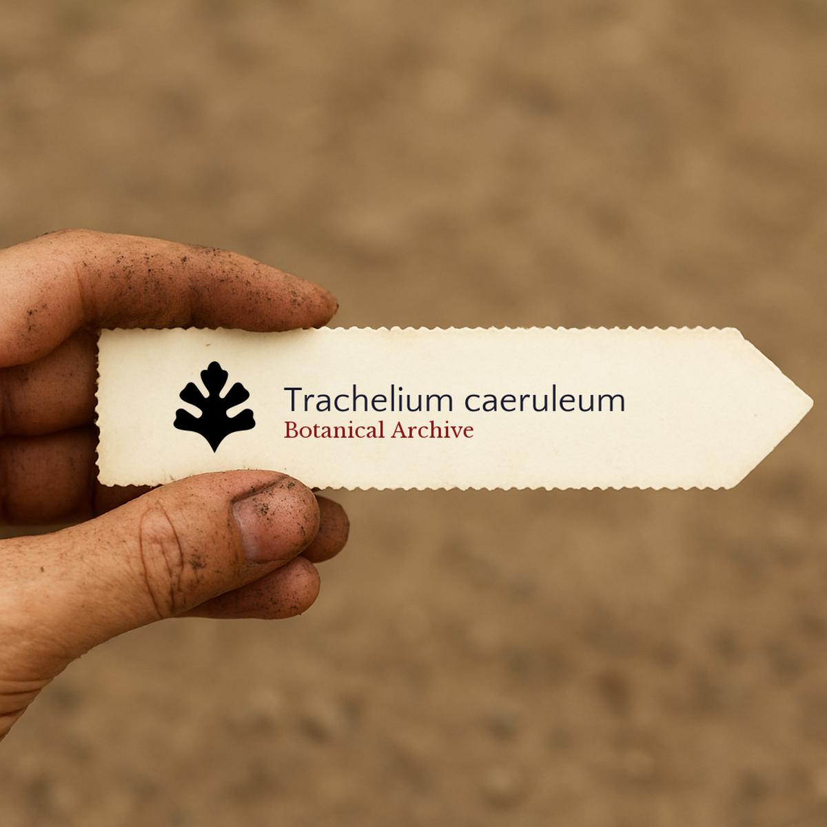 Trachelium caeruleum SEEDS