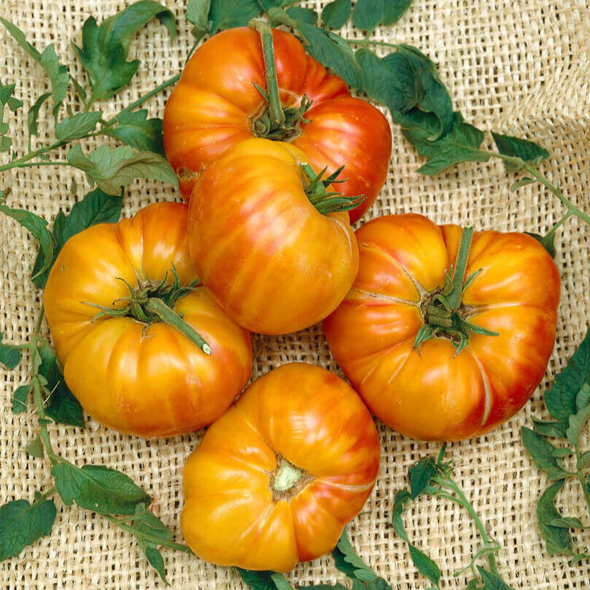 Tomato 'Old German'