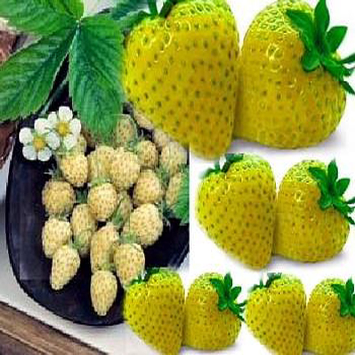 Yellow Wonder Alpine Strawberry 10 Seeds