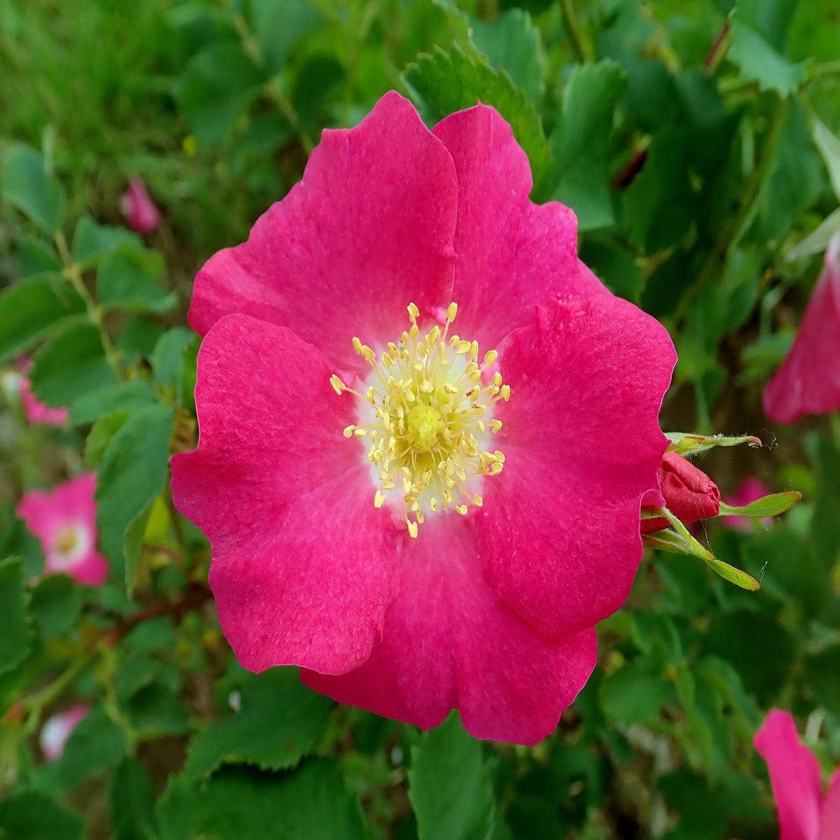 15 PRAIRIE ROSE Bright Pink Arkansas Rosa Arkansana Flower Seeds