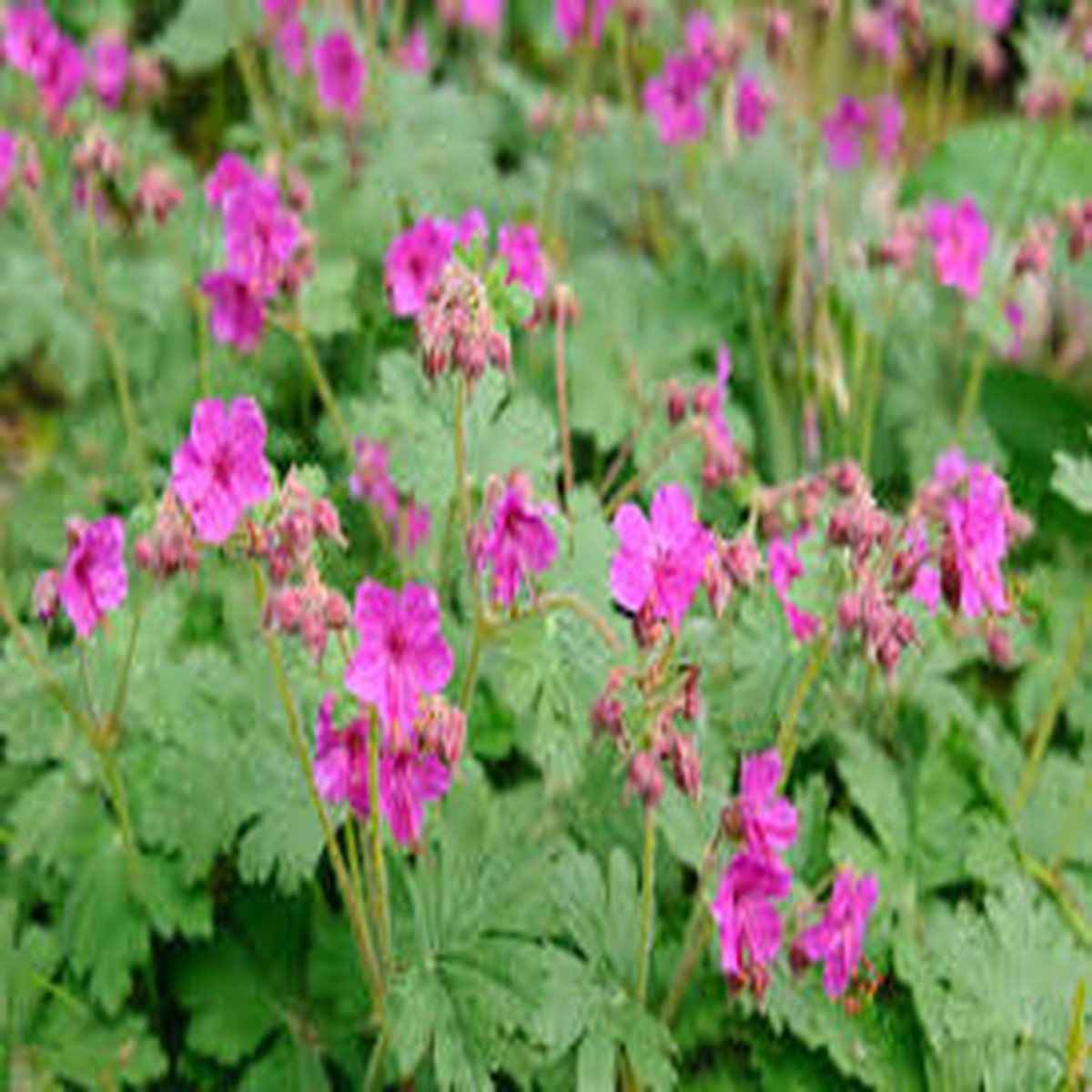 25+ Czakor Geranium Seeds Groundcover with Magenta-Pink Blooms for Garden Planting, Drought-Tolerant Perennial USA