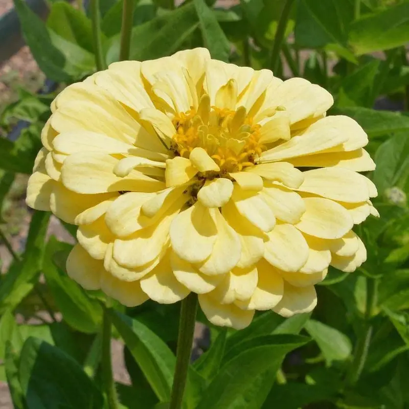 'Isabellina' Zinnia Seeds