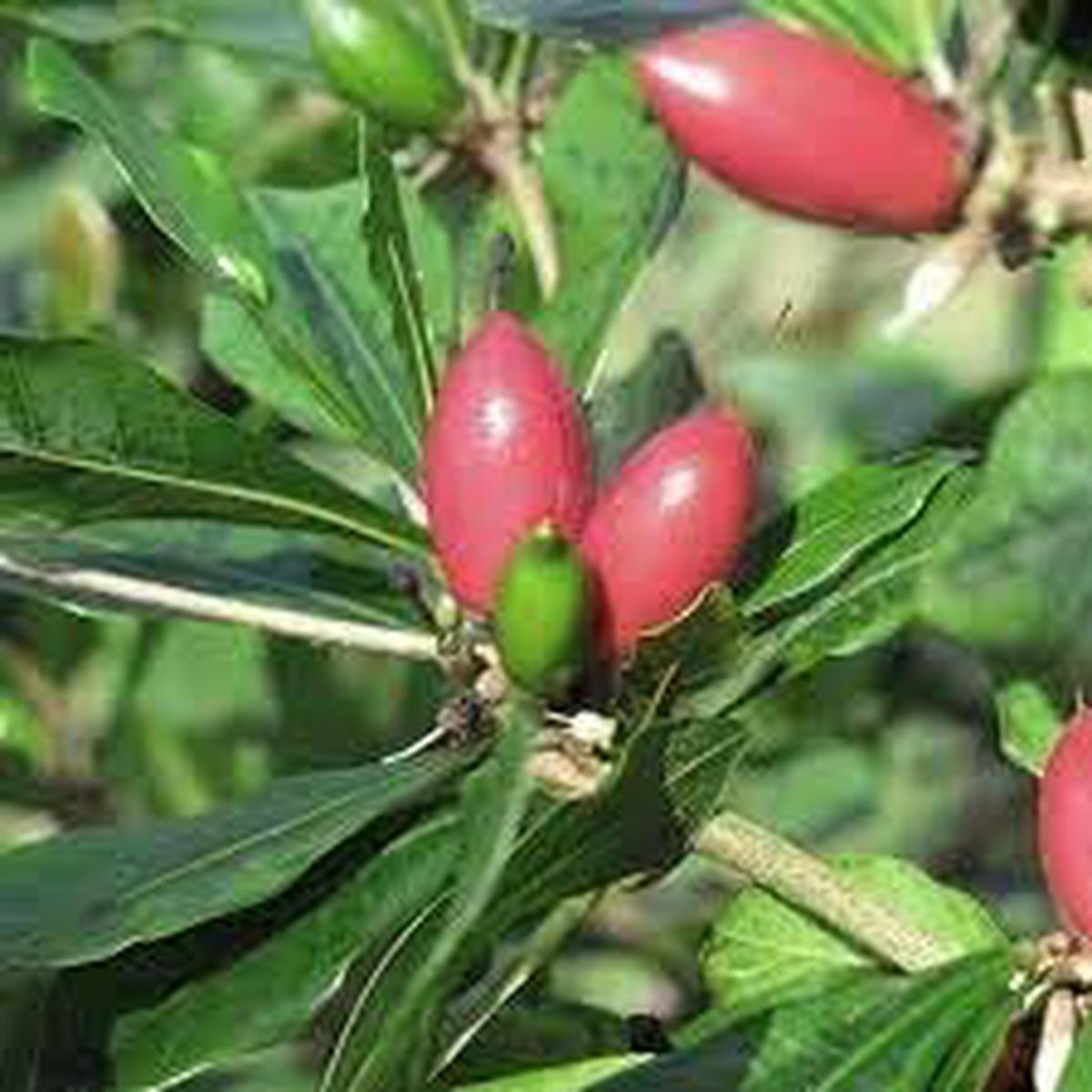 Ginkgo biloba Fruit Seeds for Planting  Heirloom, High Germination, Non-GMO Organic Garden Seeds for Ancient Trees