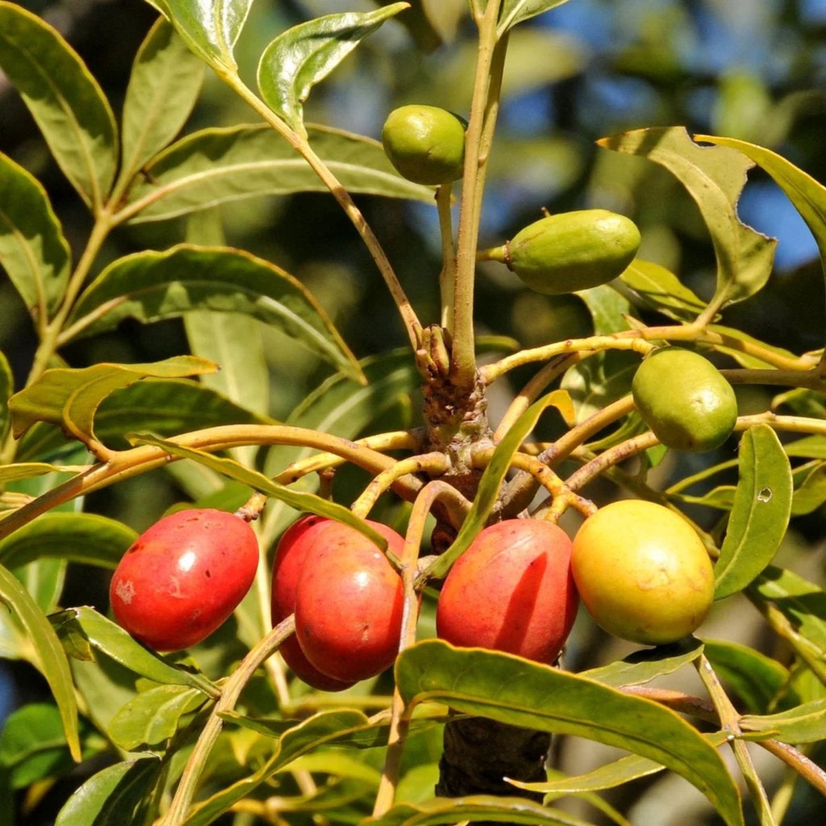 Harpephyllum Caffrum Seeds Grow Exotic & Resilient Trees