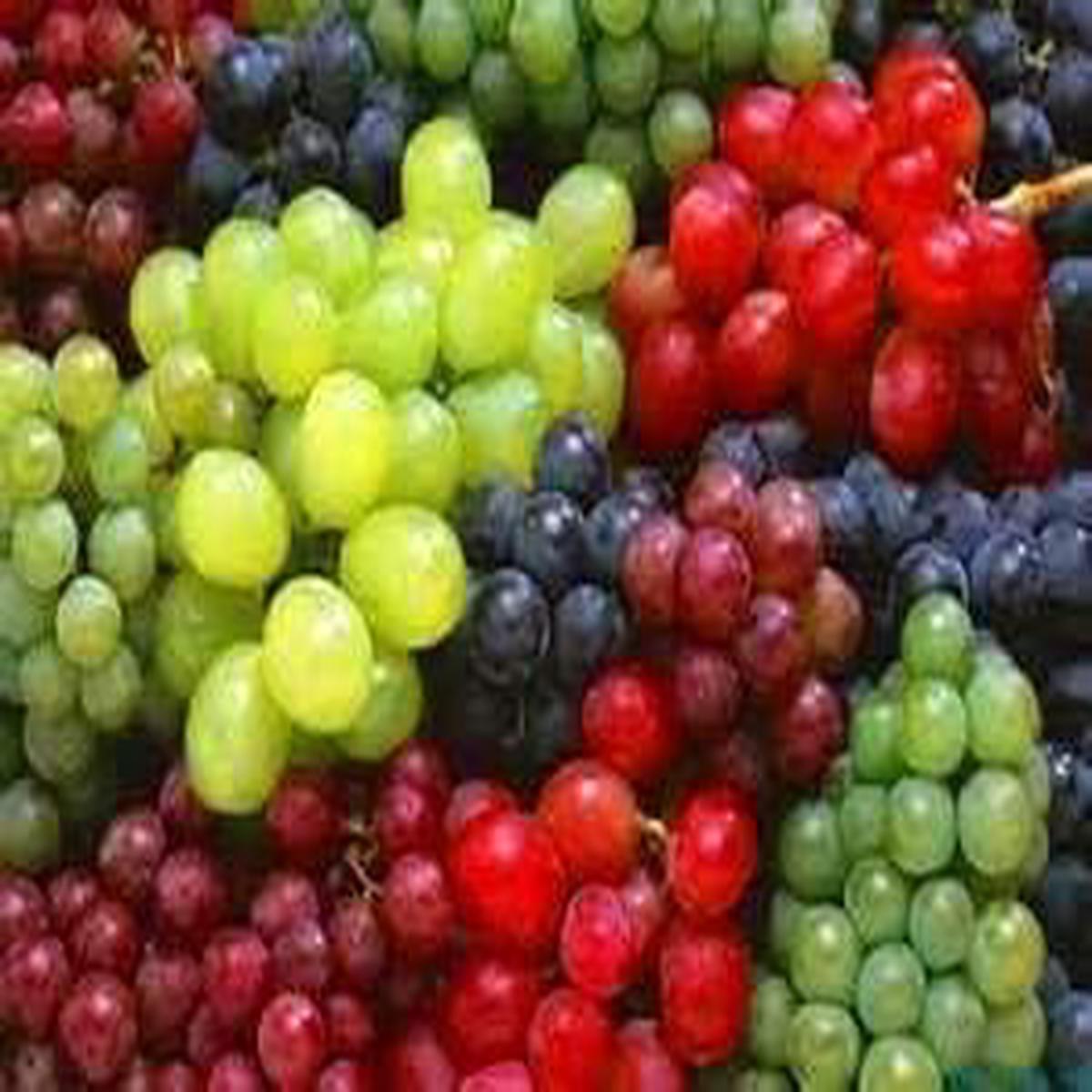Heirloom Mixed-Colour Grape Seeds for Planting Non-GMO High Germination Organic Garden Seeds for Unique Home Vineyards