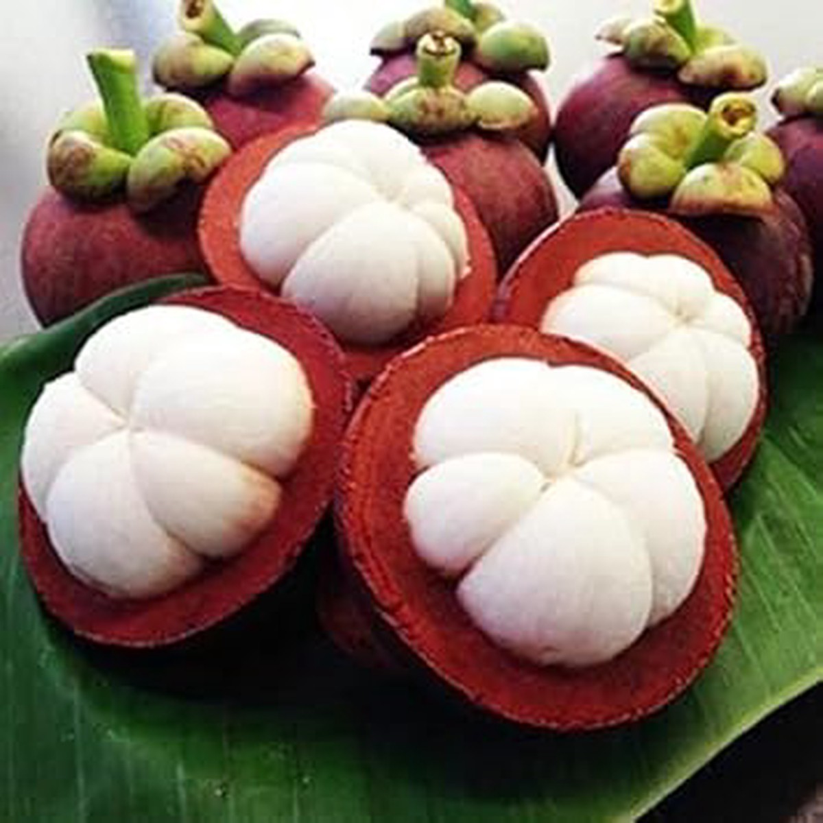 Mangostan Fruit Seeds for Planting Heirloom Non-GMO High Germination Organic Garden Seeds