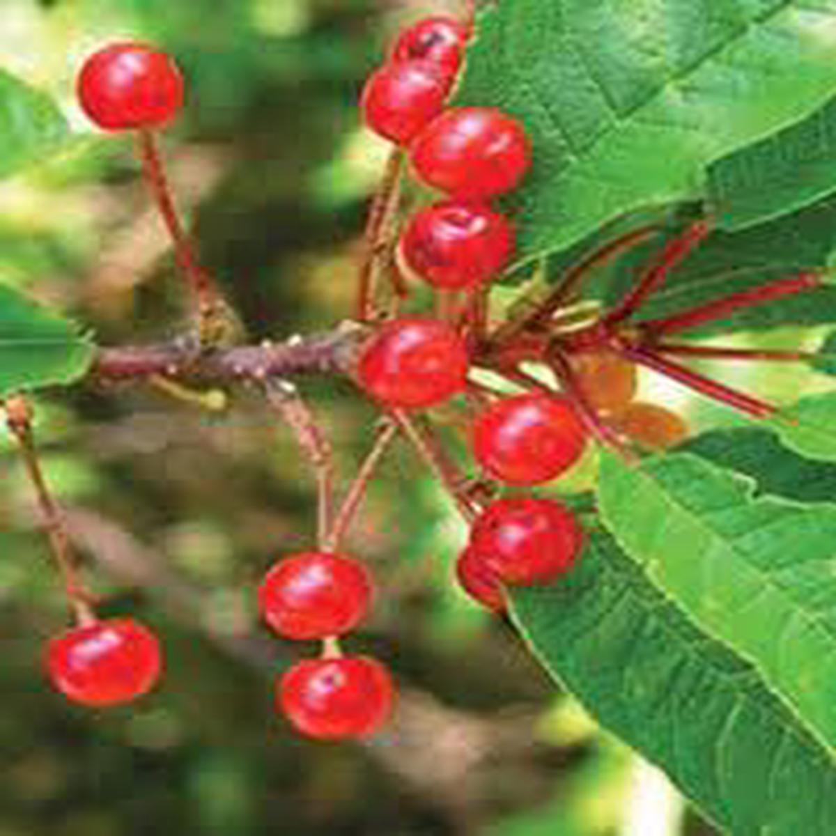 Pin Cherry (Prunus pensylvanica) Fruit Seeds for Planting Sweet, Juicy & Colorful Cherries, Heirloom & Non-GMO Seeds