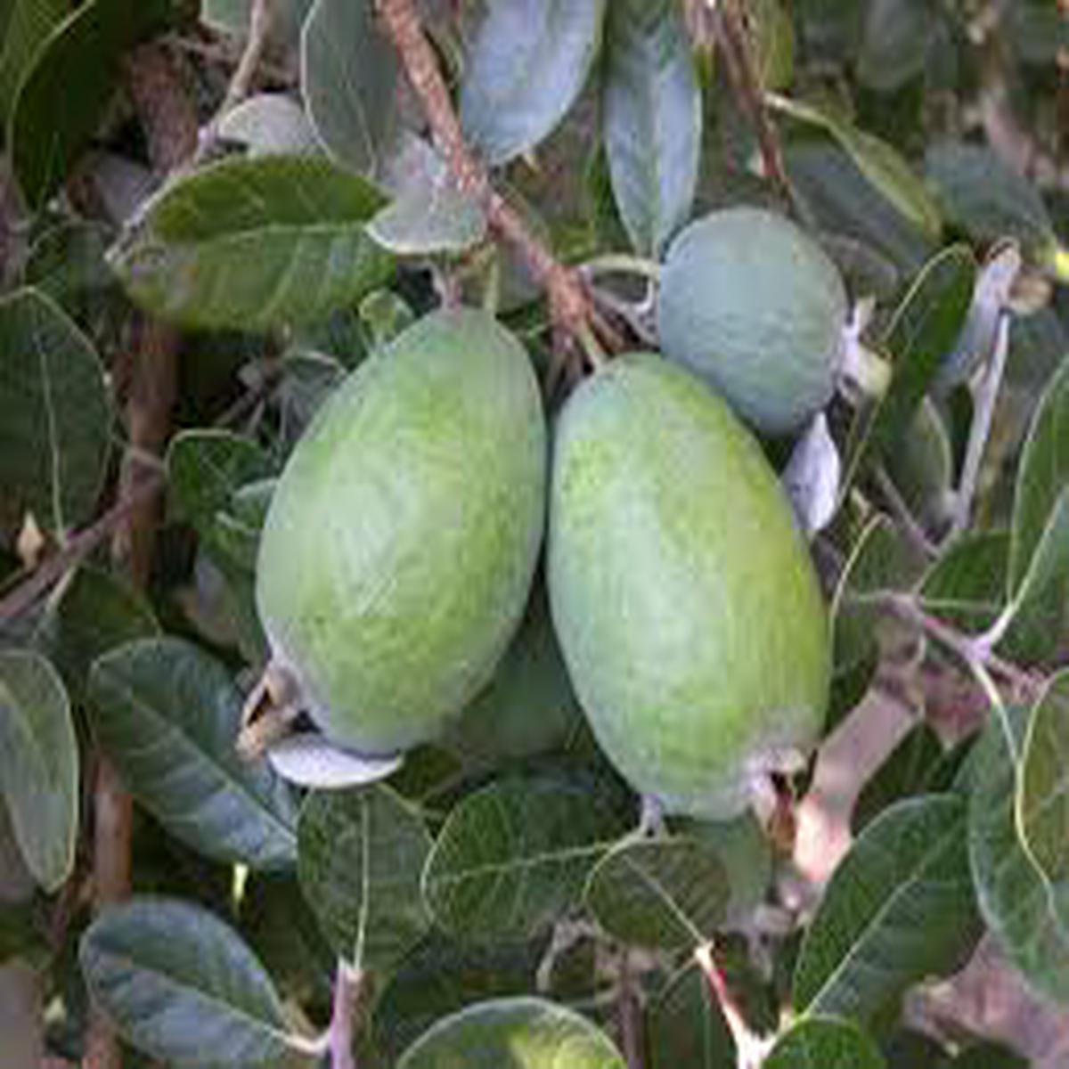 Pineapple Guava (Feijoa) Fruit Seeds for Planting Grow Sweet, Tropical Guavas, Heirloom & Non-GMO Seeds
