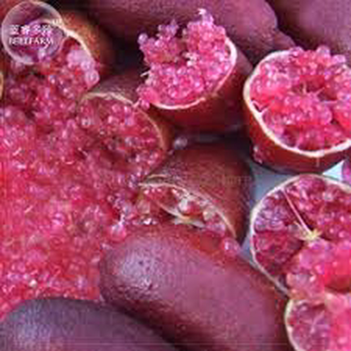 Pink Ice Finger Lime Fruit Seeds for Planting  Unique Citrus, Heirloom, High Germination, Non-GMO Organic Garden Seeds