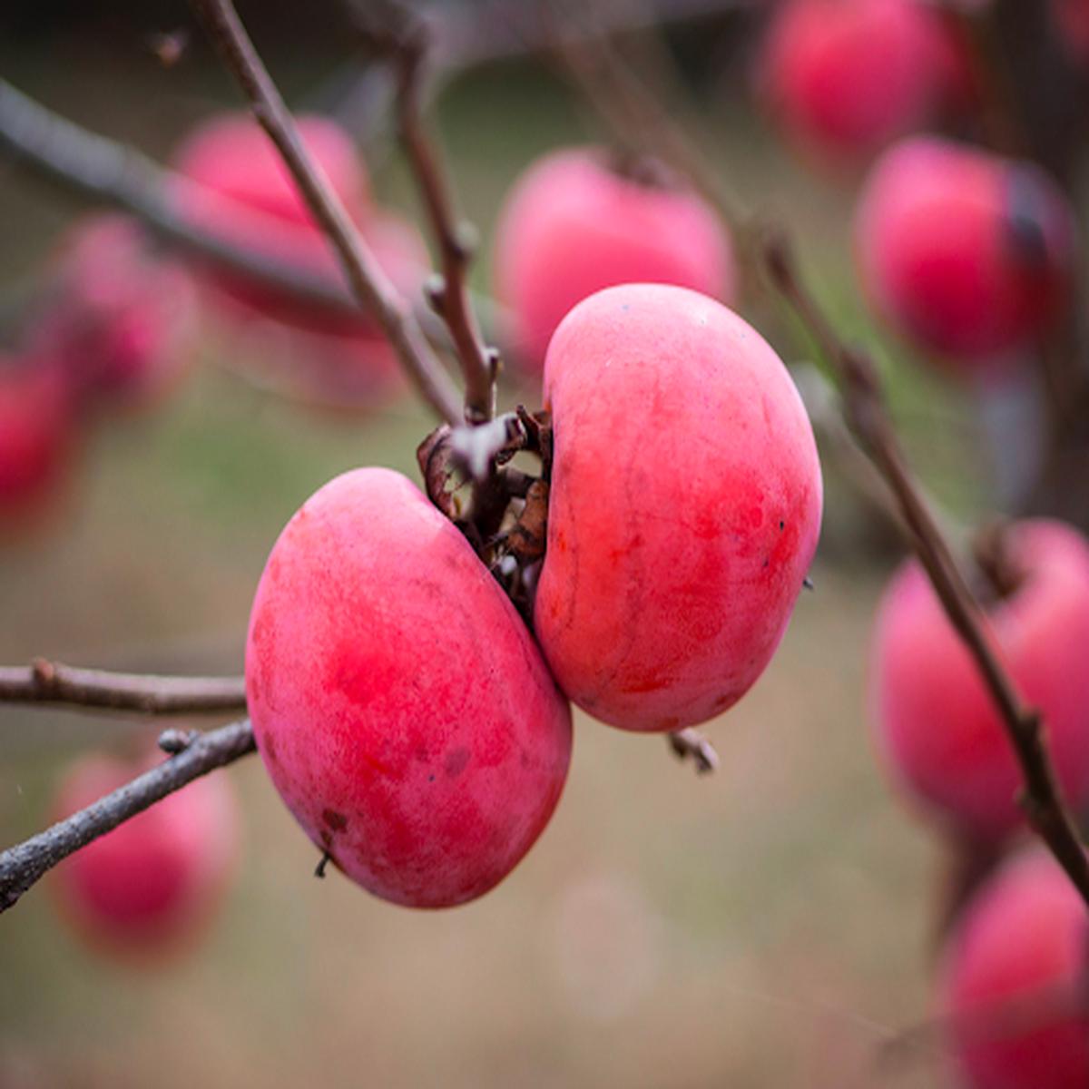 Pink Persimmon Fruit Seeds for Planting Grow Sweet, Healthy Trees at Home, Heirloom & Non-GMO Seeds