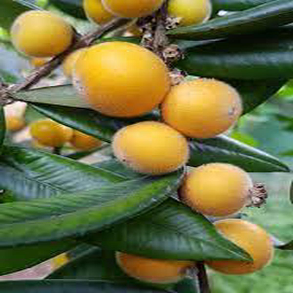 Plinia aureana  "Yellow Jabuticaba" Fruit Seeds for Planting  Exotic & Rare Heirloom Seeds for Home Garden