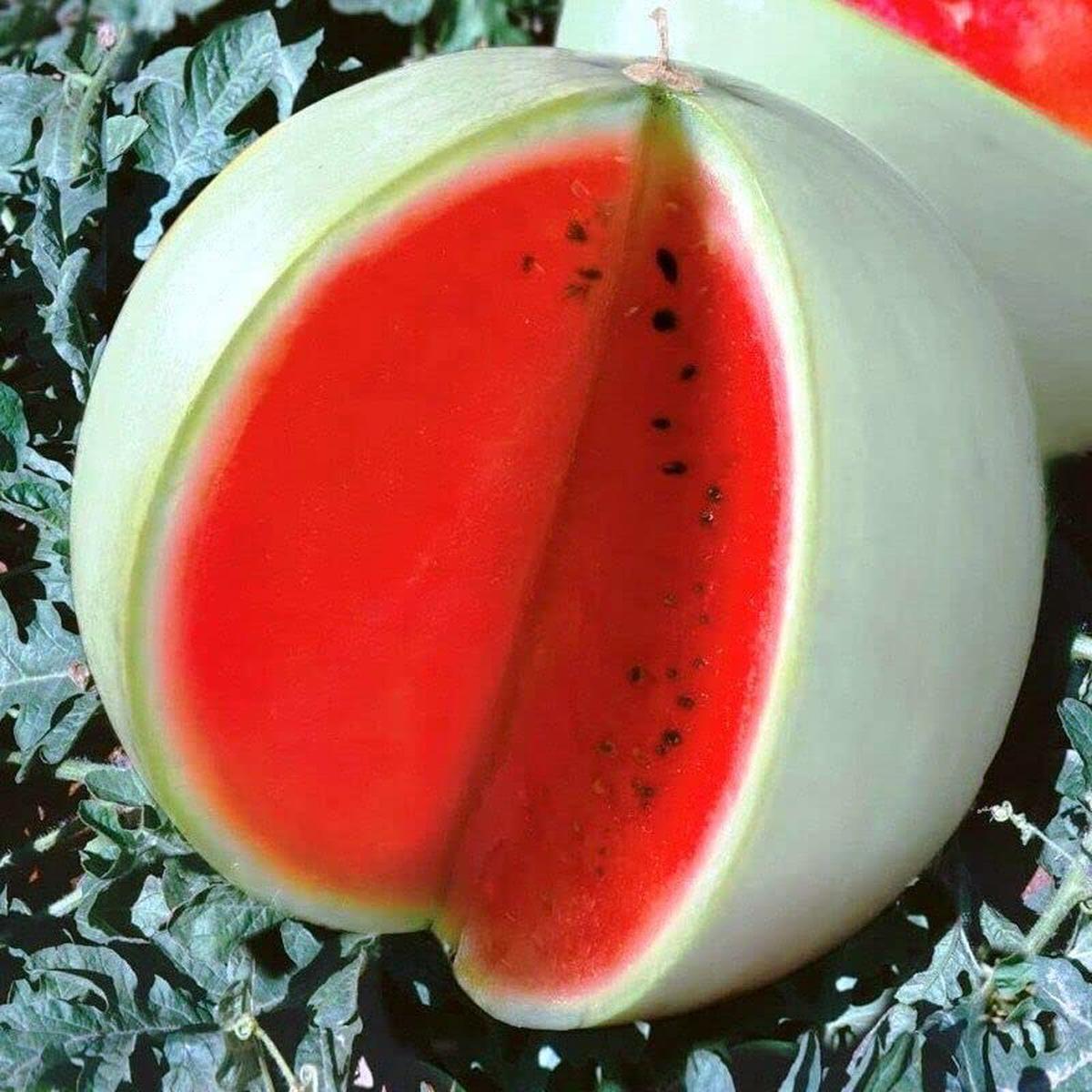 Rare Watermelon Snow White Fruit Seeds for Planting Sweet Summer Heirloom, Non-GMO & Organic Seeds