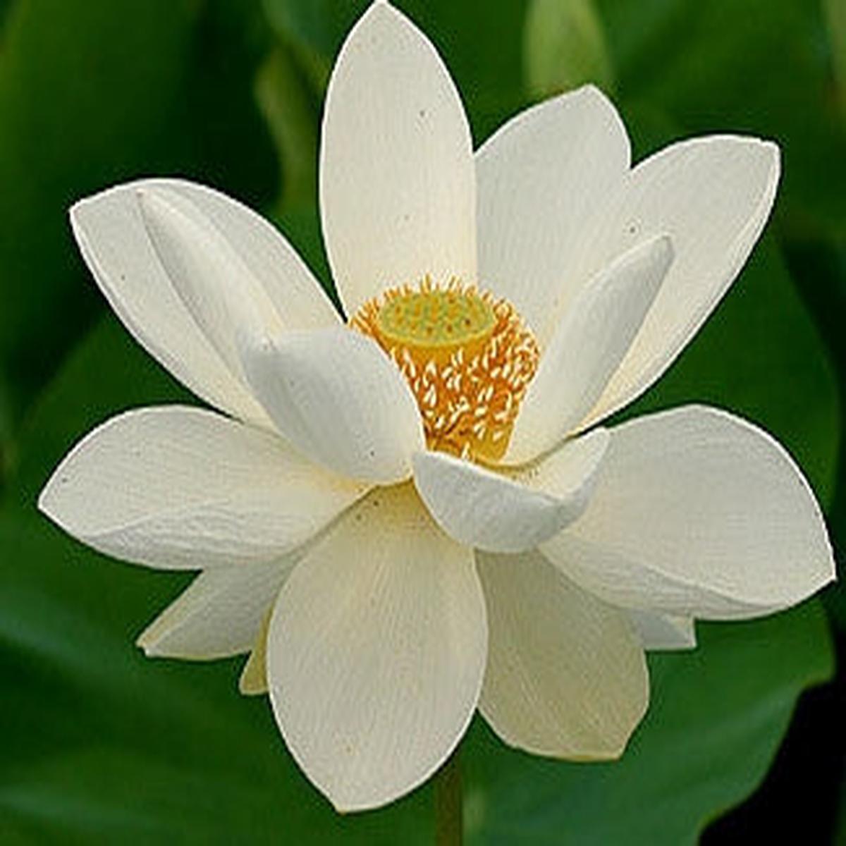 White Sacred Lotus Water Lily Aquatic - Nelumbo Nucifera - 5 Seeds