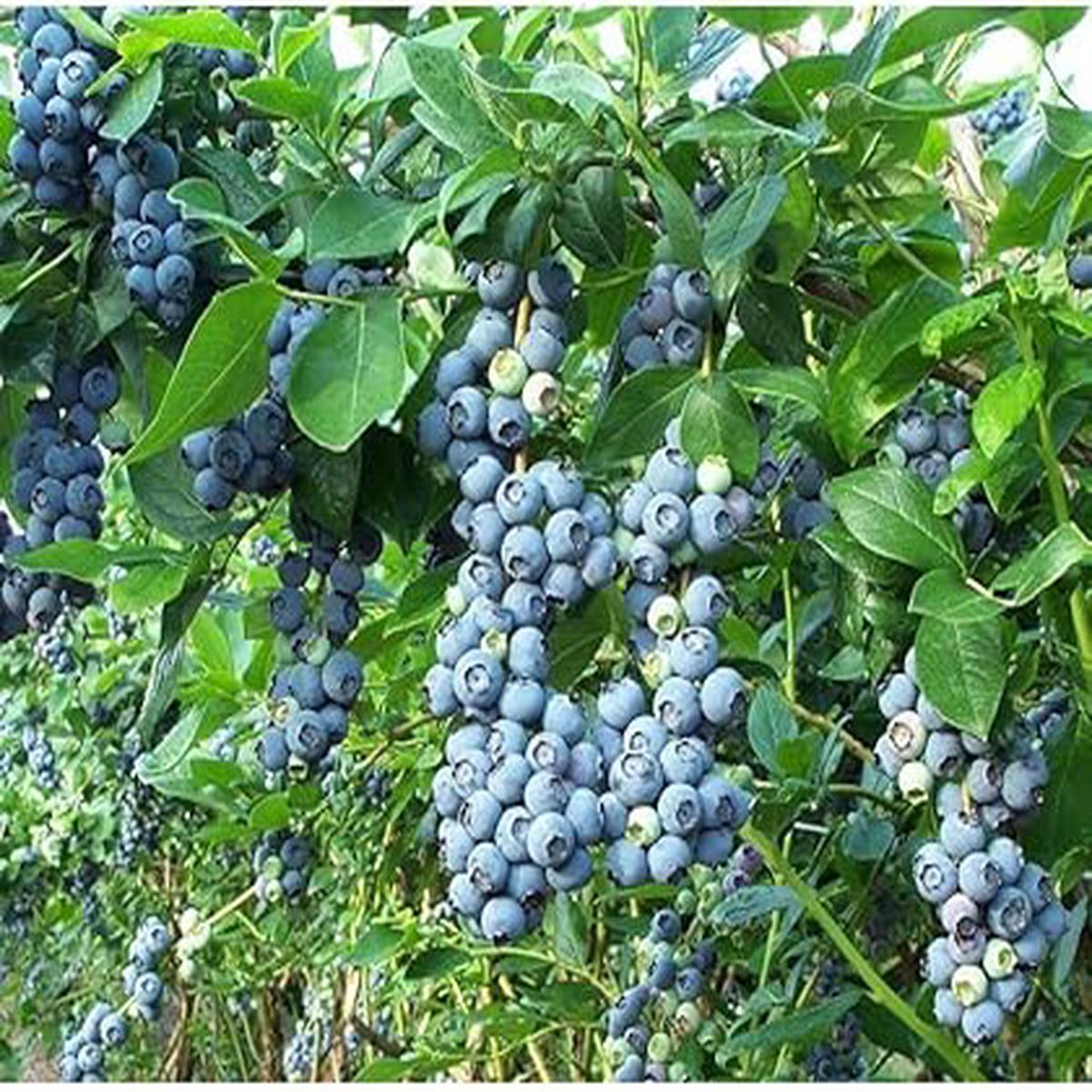 Berry Blue Haskap Fruit Seeds for Planting Heirloom Non-GMO High Germination Organic Garden Seeds