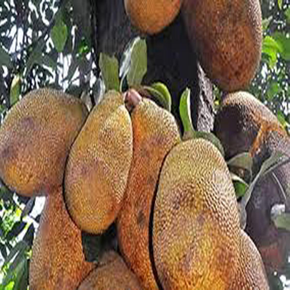 Black Gold Jackfruit Seeds for Planting Grow Giant Tropical Fruits with Sweet Flesh, Heirloom & Non-GMO