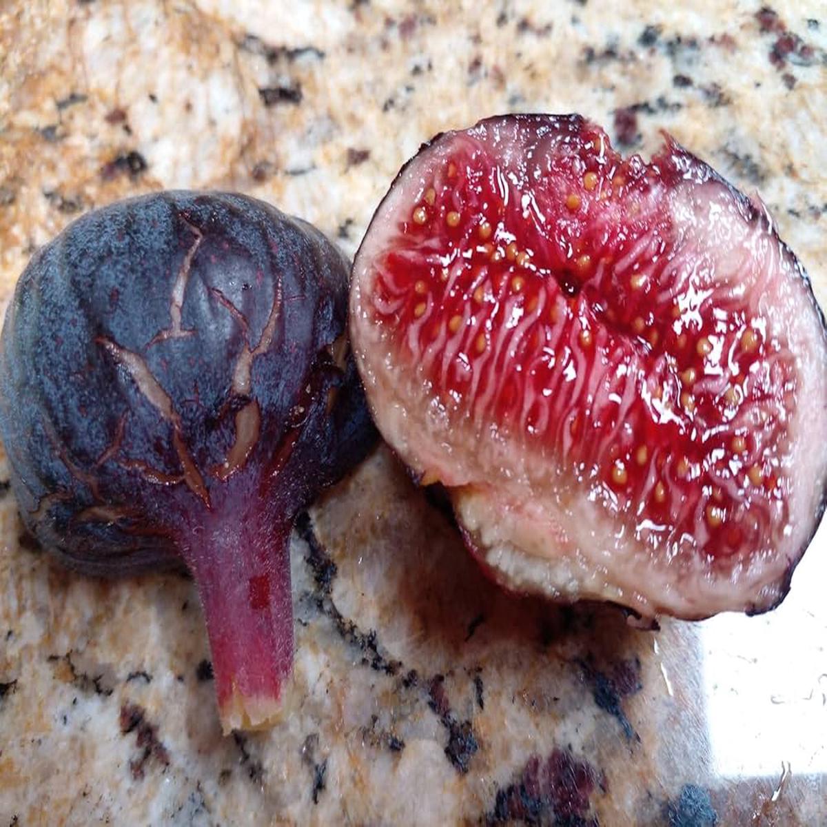 Cherry Cordial Fig Seeds for Planting  Heirloom, Non-GMO, High Germination Organic Garden Seeds for Sweet Figs