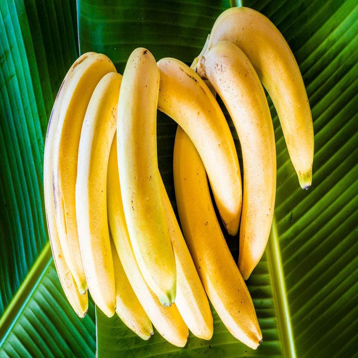 Light Yellow Banana Fruit Seeds for Planting Heirloom, Non-GMO Seeds for Tropical Garden Bananas
