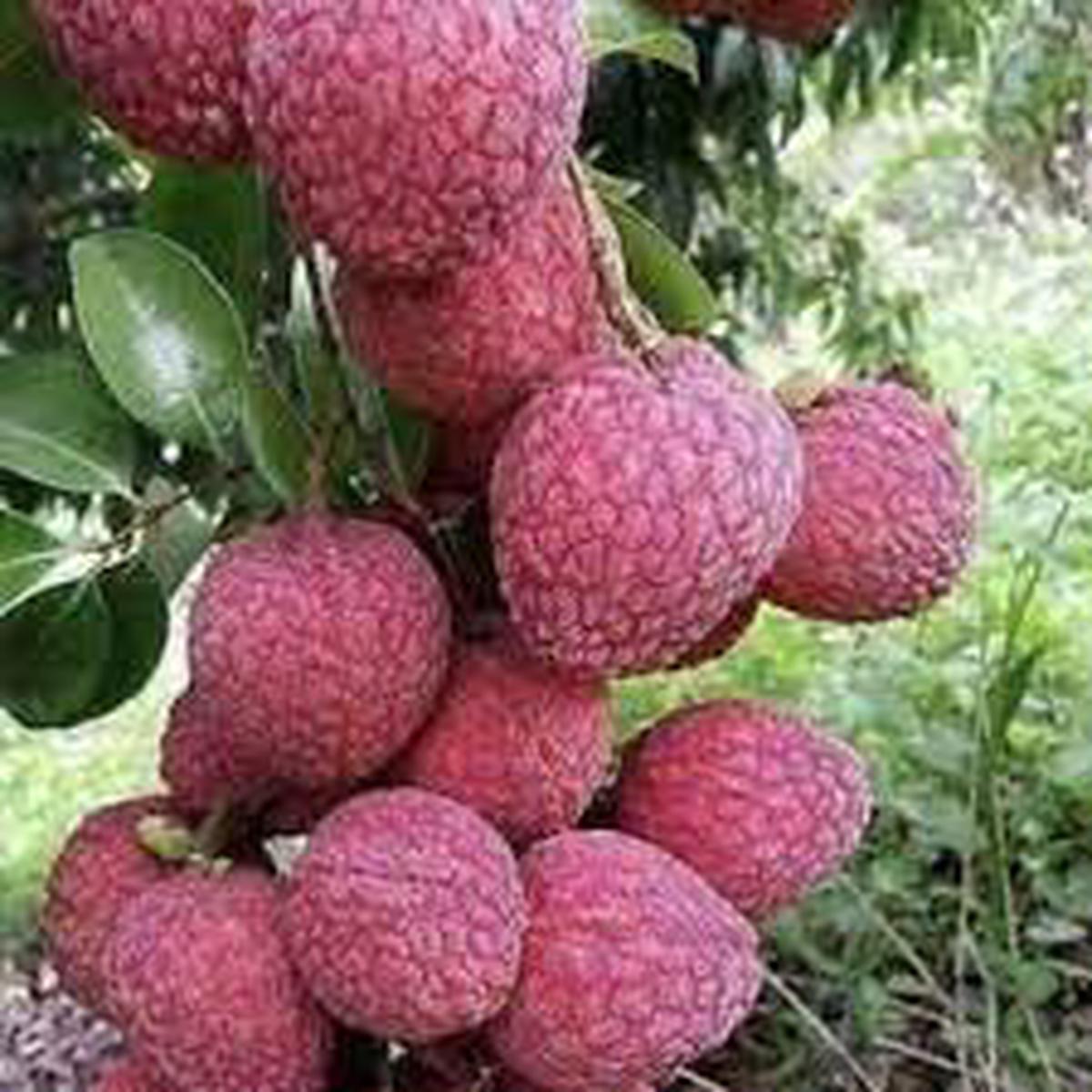 No Mai Tsze Lychee Fruit Seeds for Planting Grow Sweet Tropical Lychee Trees, Heirloom & Non-GMO Seeds