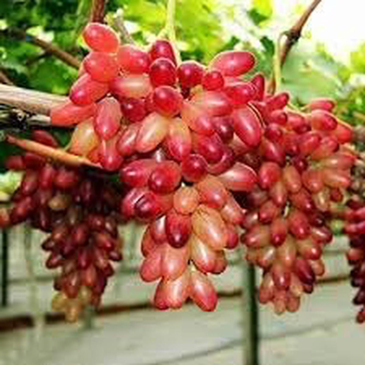 Wild Fox Grape Seeds for Planting Heirloom, Non-GMO, High Germination Organic Garden Seeds for Hardy, Wild-Style Fruit Production