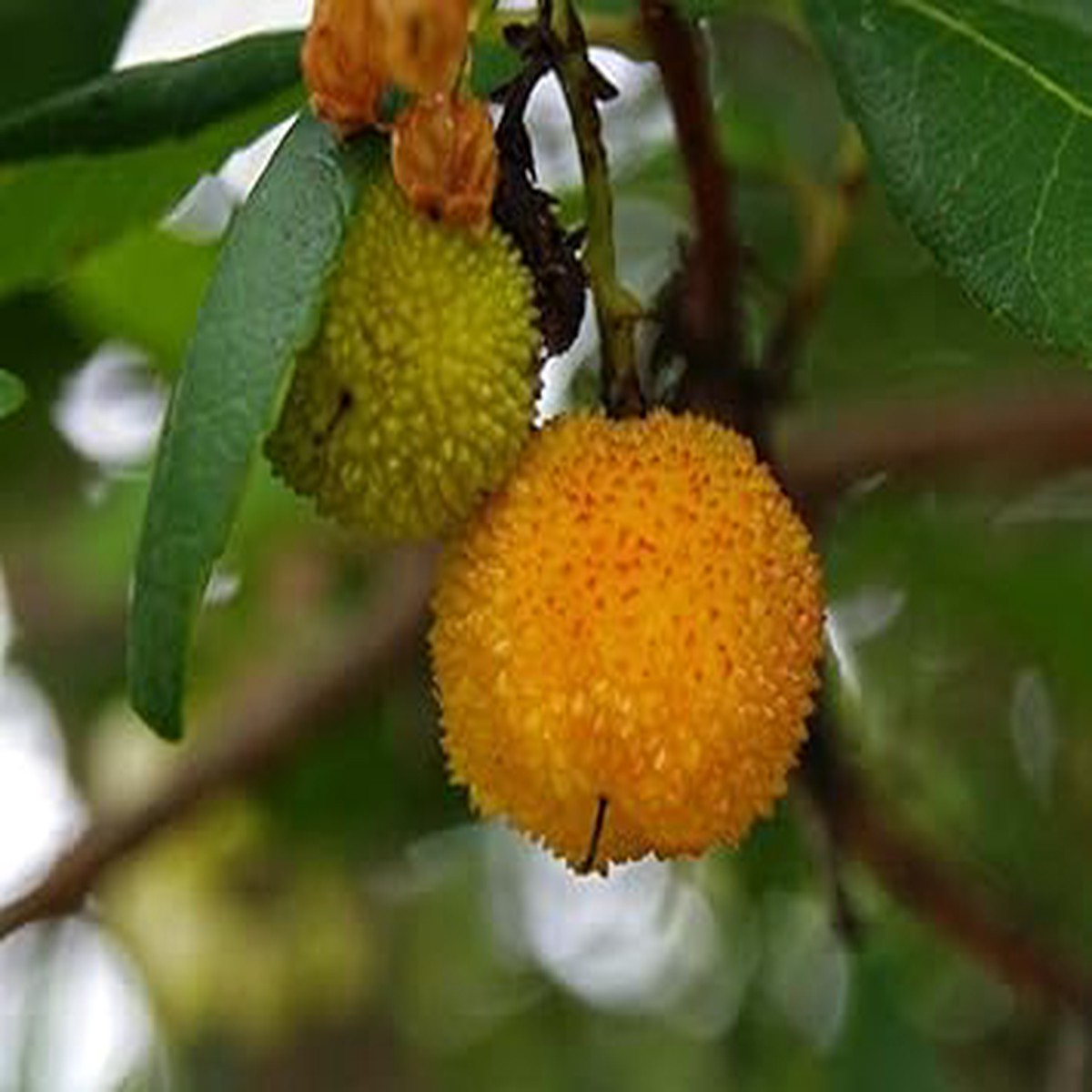 Yellow Arbutus unedo Strawberry Fruit Seeds for Planting Heirloom & Non-GMO Seeds for Home Gardens