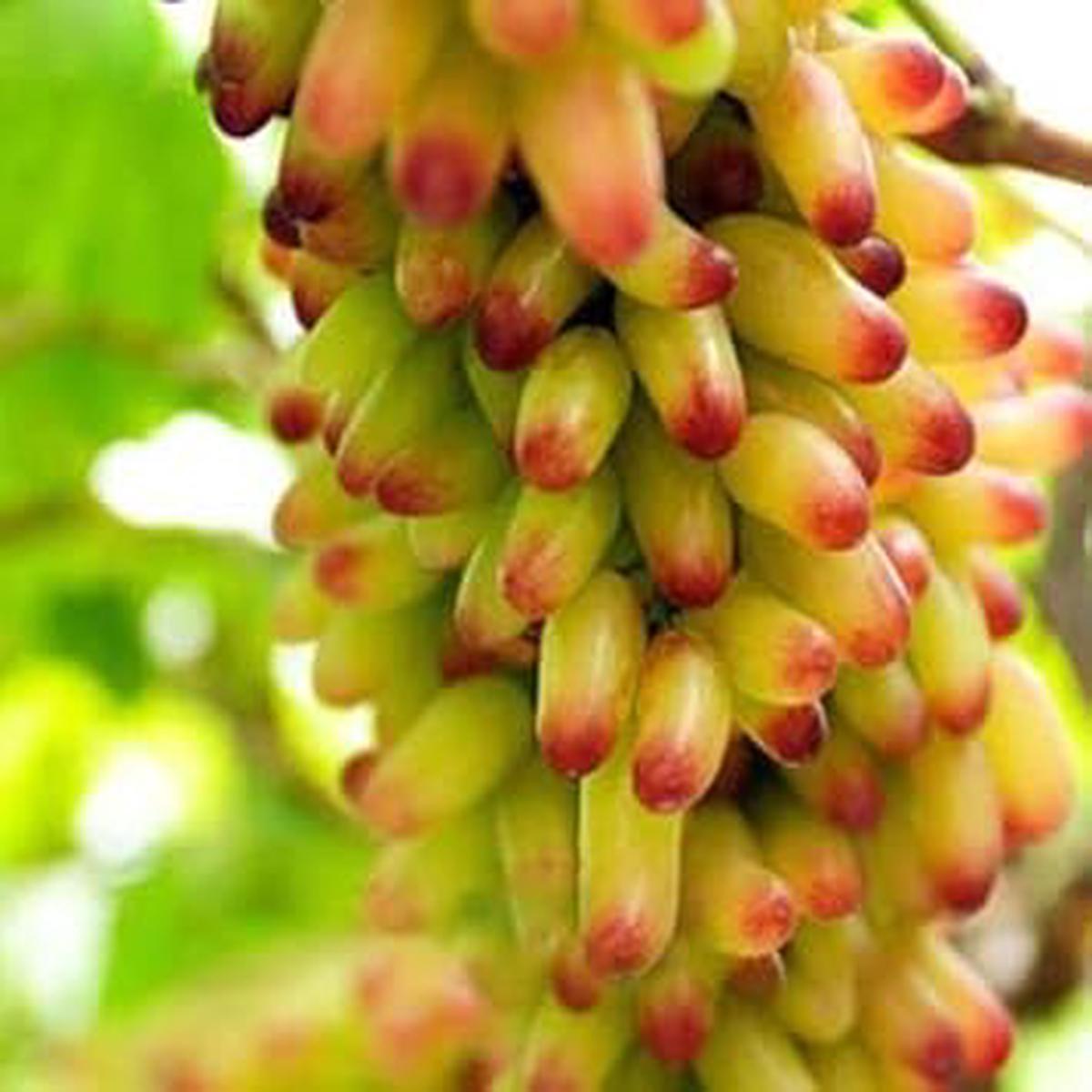 Yellow & Red Grape Fruit Seeds for Planting Heirloom, High Germination, Non-GMO Organic Garden Seeds for Vibrant Vineyards