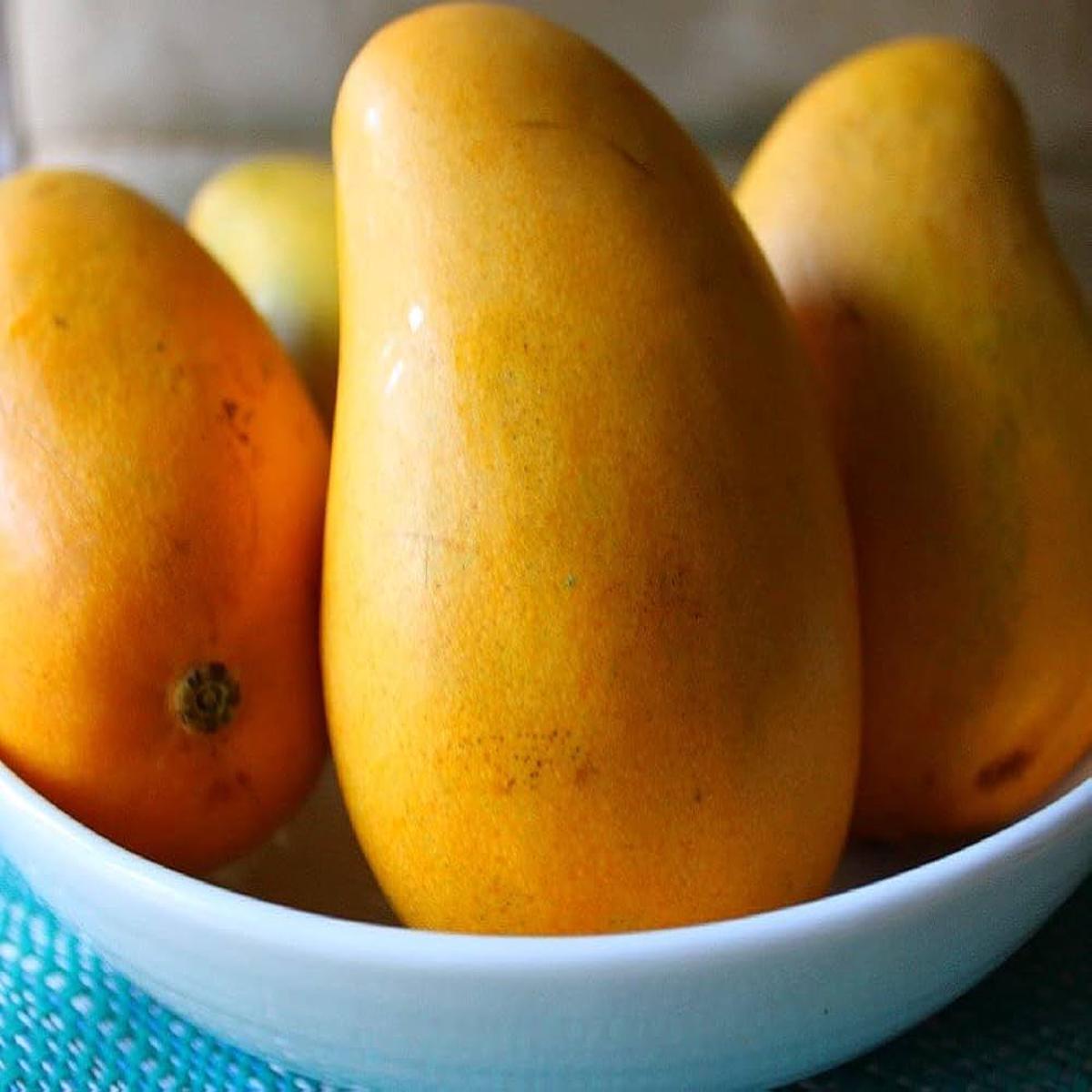 Ataulfo Mango Fruit Seeds for Planting Organic, High-Yield, Easy to Grow, Heirloom seeds