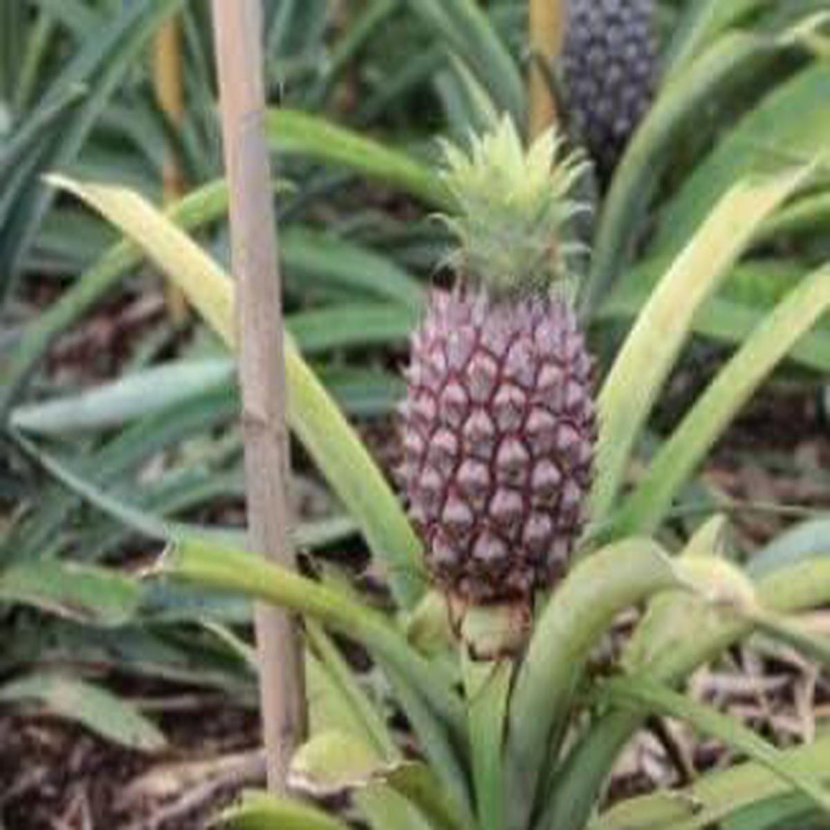 Black Pineapple Fruit Seeds for Cultivation  Heirloom & Non-GMO Seeds for Sweet Tropical Home Garden