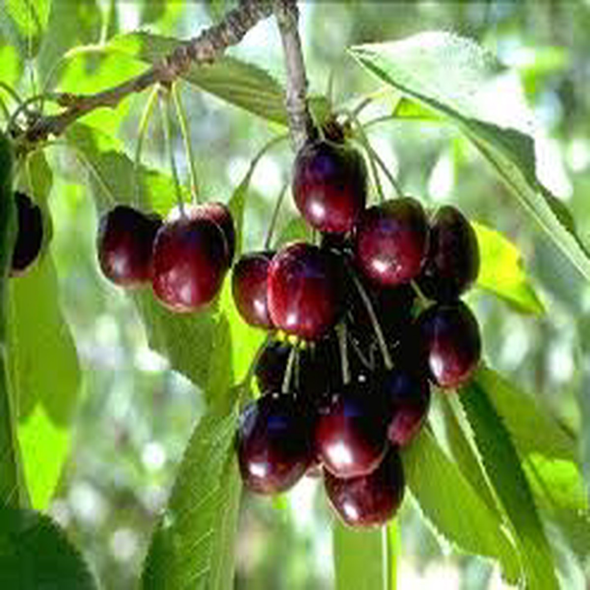 Black Tartarian Sweet Cherry Fruit Seeds for Planting Juicy, Heirloom, High Germination, Non-GMO Organic Garden Seeds
