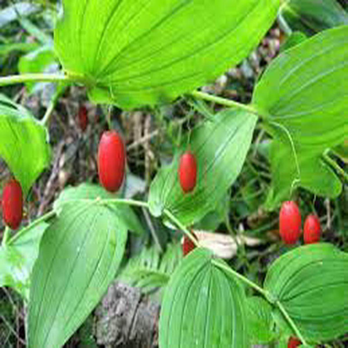 Watermelon Berry Fruit Seeds for Planting - Juicy and Sweet Homegrown Treats, Non-GMO Seeds