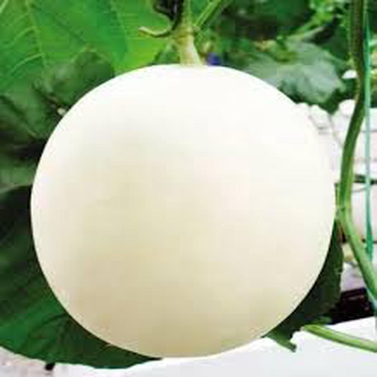 White Muskmelon Fruit Seeds  Sweet & Refreshing Muskmelon, Heirloom & Non-GMO Seeds for Home Garden