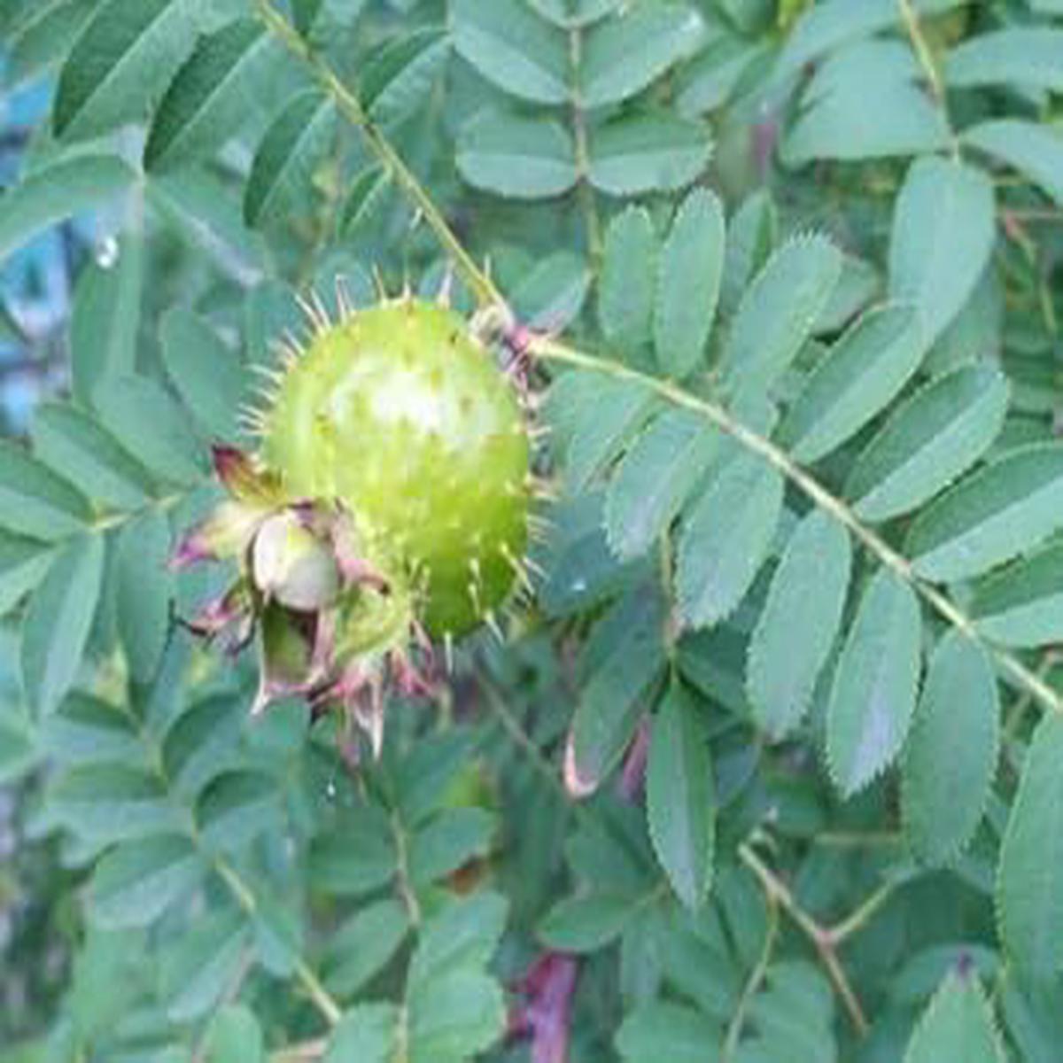 Wild Rosa Roxbunghii Fruit Seeds for Planting | Heirloom Non-GMO Organic Seeds for Green, Hardy Landscapes