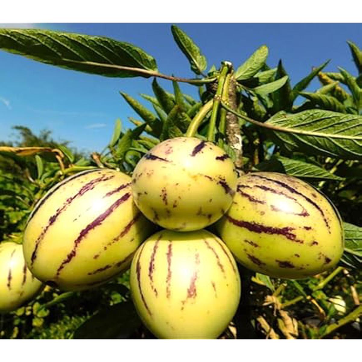 Asian Apple Melon Seeds for Planting  Exotic, Sweet & Tangy Fruit, Heirloom, High Germination, Non-GMO Organic Garden Seeds