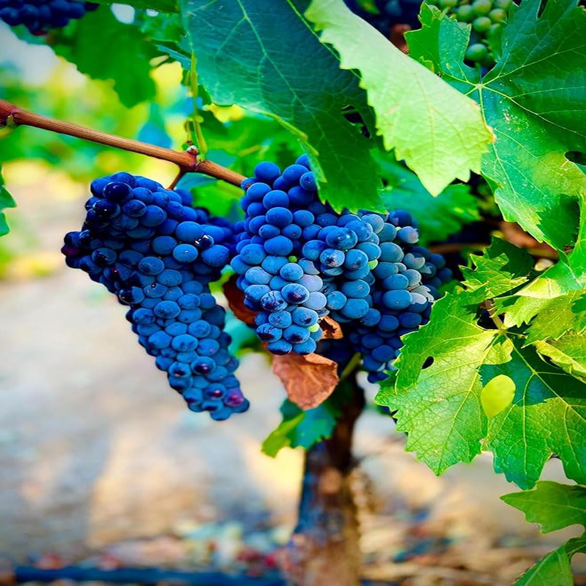 Blue Grape Fruit Seeds 100 pcs for Planting Rare, Beautiful Grape Variety, Heirloom & Non-GMO Seeds for Home Garden