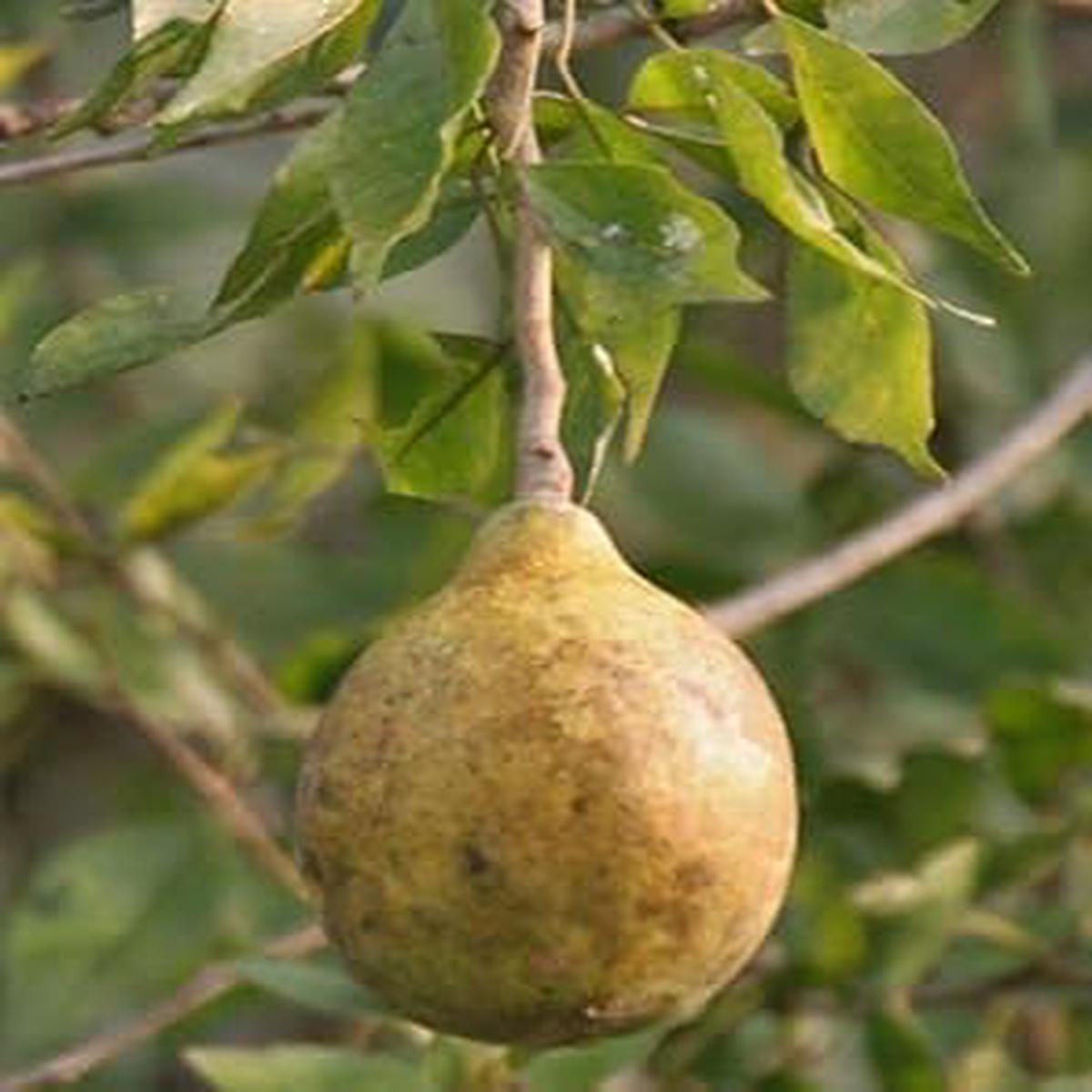 Brown Aegle Marmelos Fruit Seeds  Heirloom, Non-GMO, High Germination Organic Garden Seeds for Planting