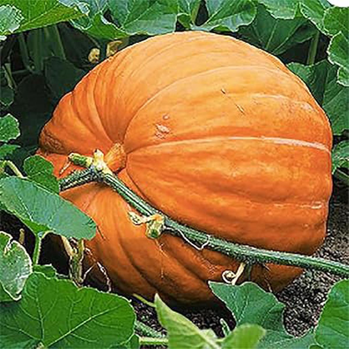 Wallace Whoppers Giant Pumpkin Seeds Heirloom, Non-GMO, High Germination Organic Garden Seeds