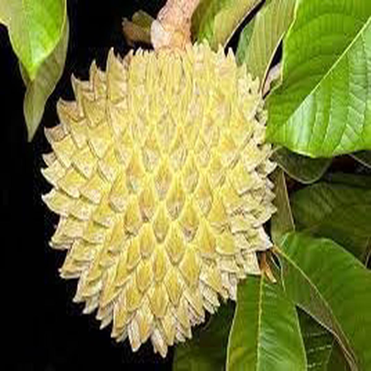 Annona Purpurea Fruit Seed Pack for Planting | Heirloom Non-GMO Organic Garden Seeds for Exotic Fruits