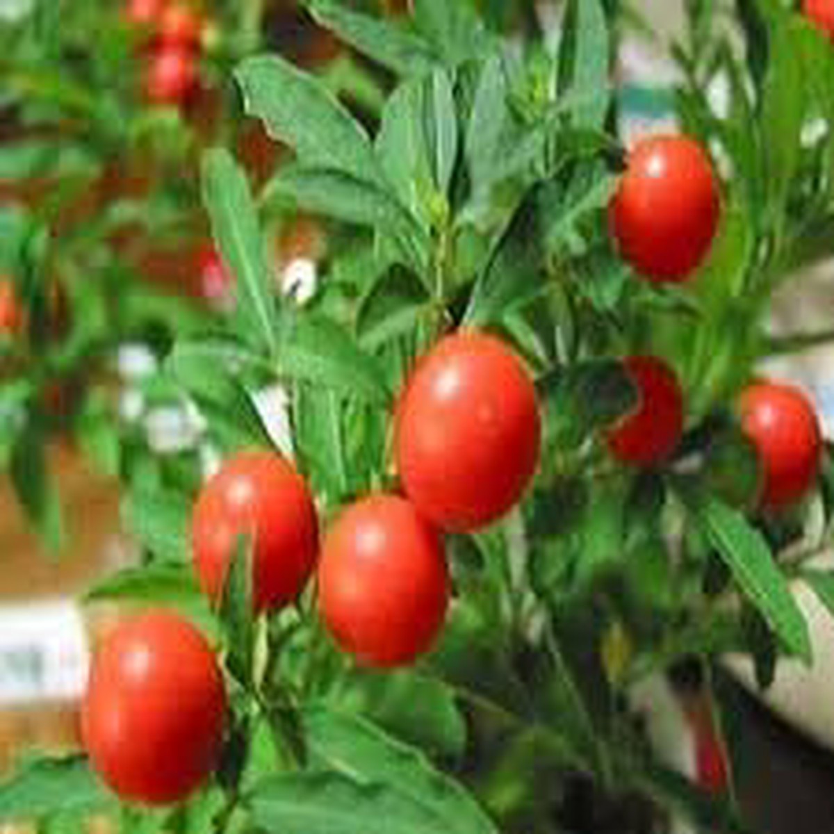 Ashwagandha Plant Seeds Grow Herbal Remedy for Wellness & Strength