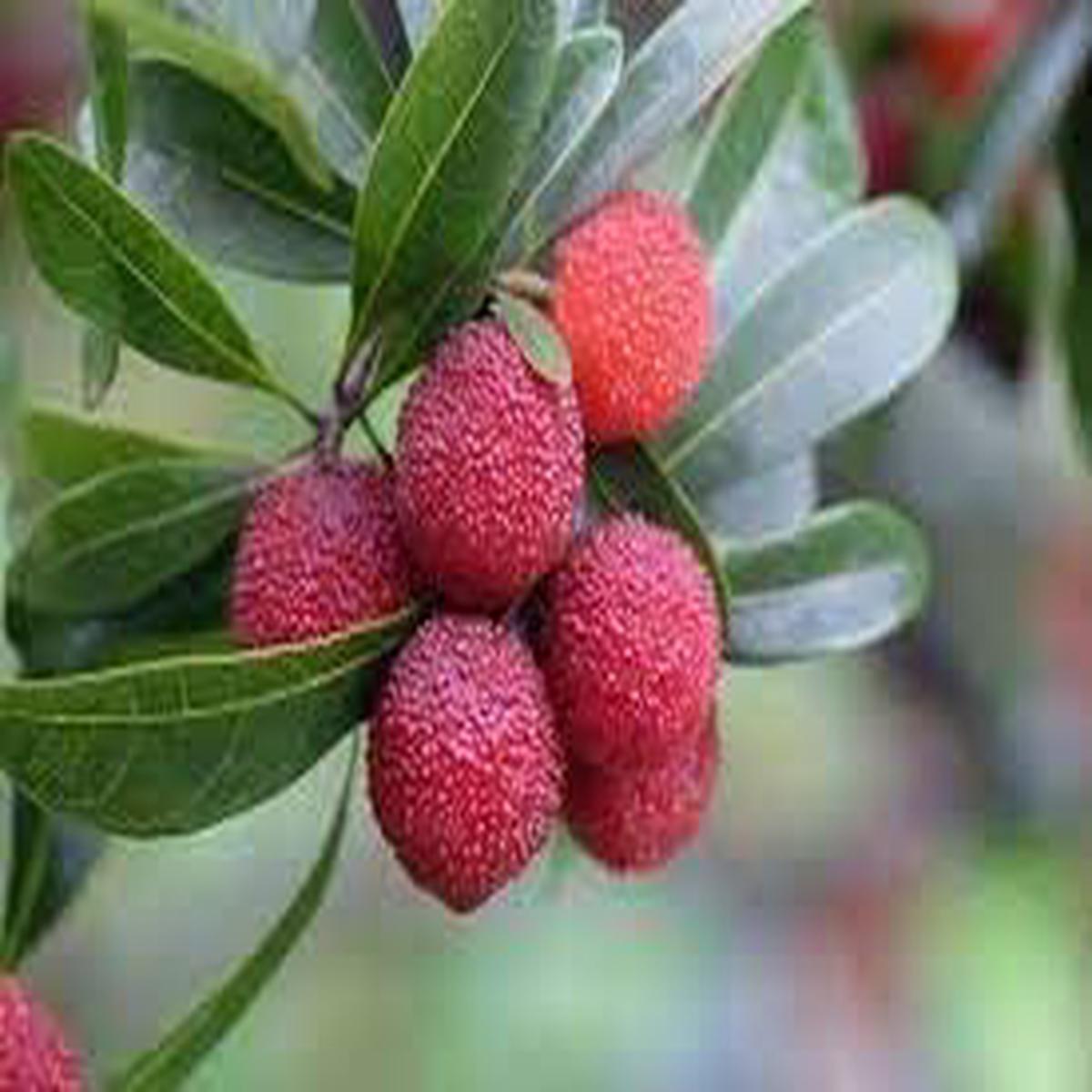 Bayberry Fruit Seeds for Planting  Aromatic, Berry-Like Fruits, Heirloom & Non-GMO, High Germination
