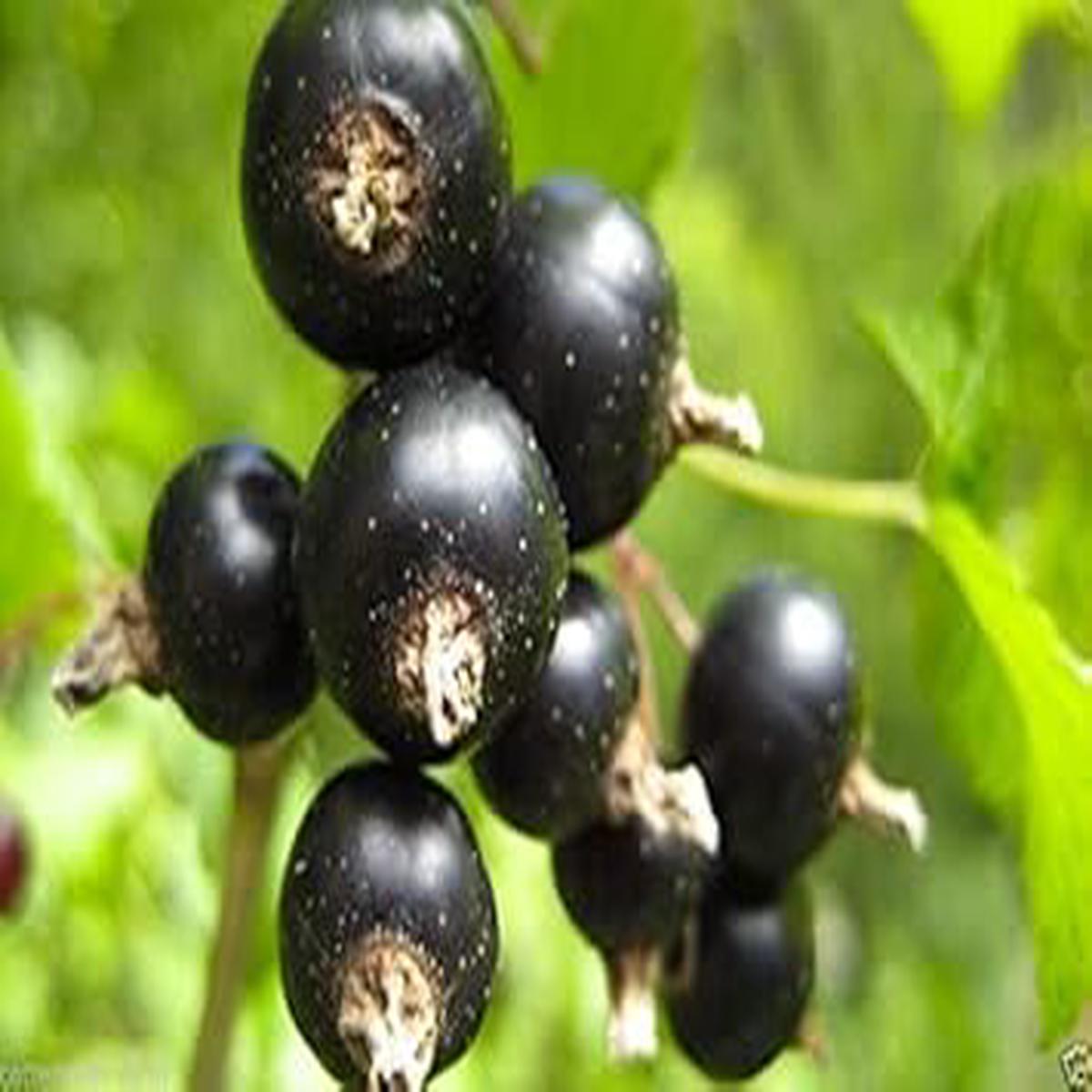 Black Gooseberry Fruit Seeds for Planting Tart, Flavorful Berries, Heirloom & Non-GMO Seeds for Home Garden