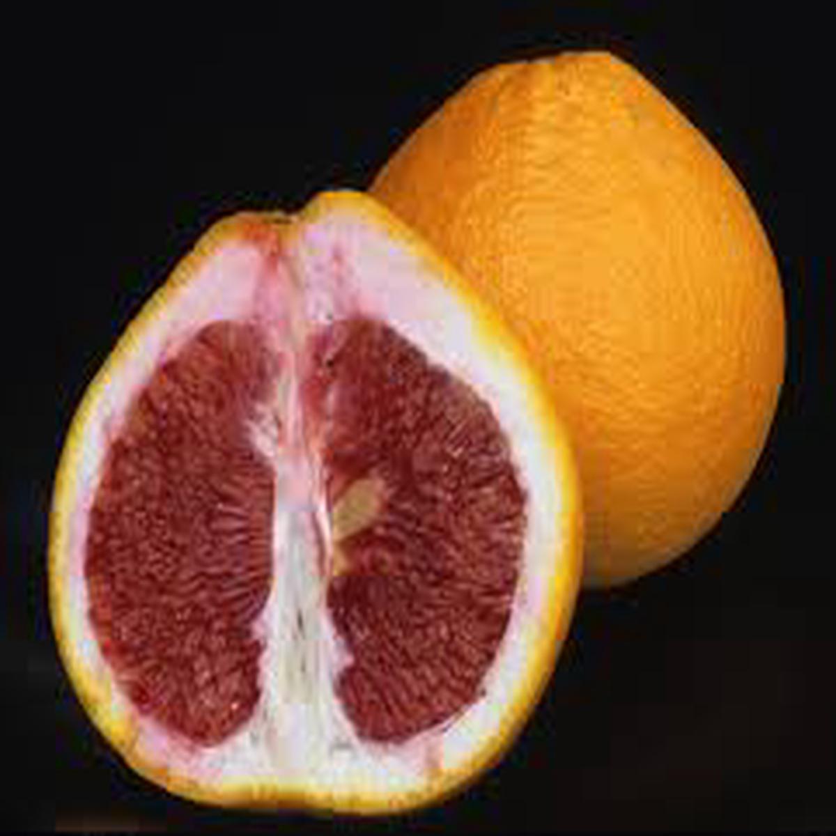 Valentine Pomelo Fruit Seeds for Planting  Sweet, Juicy Giant Citrus, Heirloom, High Germination, Non-GMO Organic Garden Seeds